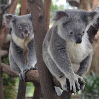 Koalas