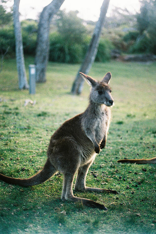 Foto Auslandssemester Australien